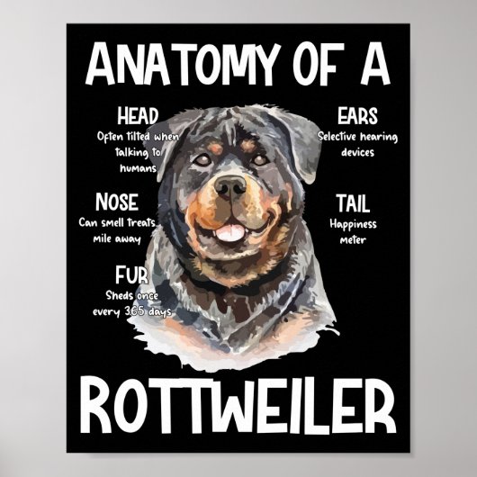Anatomie van een rottweiler voor Hondenliefhebbers Poster (Voorkant)