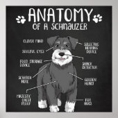 Anatomie van een Schnauzer Cute Dog Poster (Voorkant)