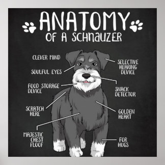 Anatomie van een Schnauzer Cute Dog Poster