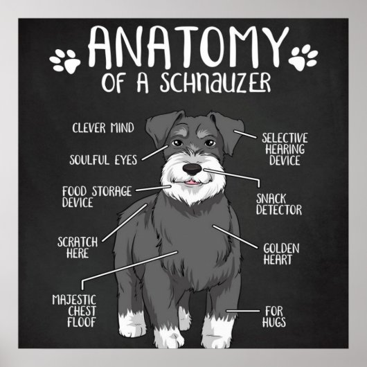 Anatomie van een Schnauzer Cute Dog Poster (Voorkant)