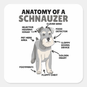 Anatomie van een Schnauzer Cute Dog Puppy Vierkante Sticker
