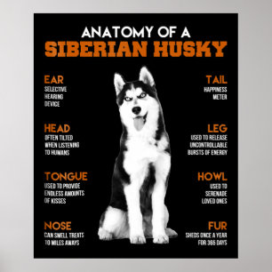 Anatomie van een Siberische Husky-hond grappige ku Poster