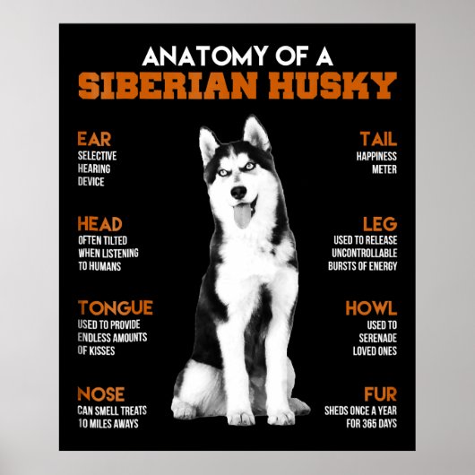 Anatomie van een Siberische Husky-hond grappige ku Poster (Voorkant)