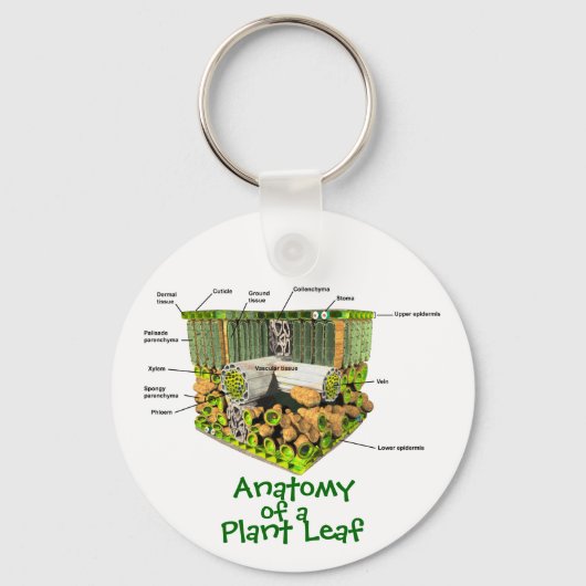Anatomie van een sleutelketen van Plant Leaf Sleutelhanger (Voorkant)