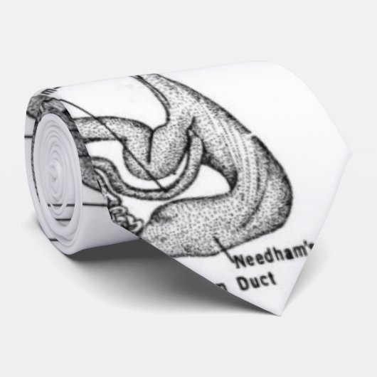 Anatomie van een Stropdas okt8pus (Opgerold)