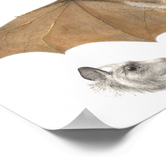 Anatomie van een vruchtendraf - Antiek gravering Poster (Hoek)