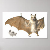 Anatomie van een vruchtendraf - Antiek gravering