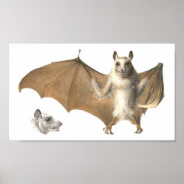 Anatomie van een vruchtendraf - Antiek gravering Poster