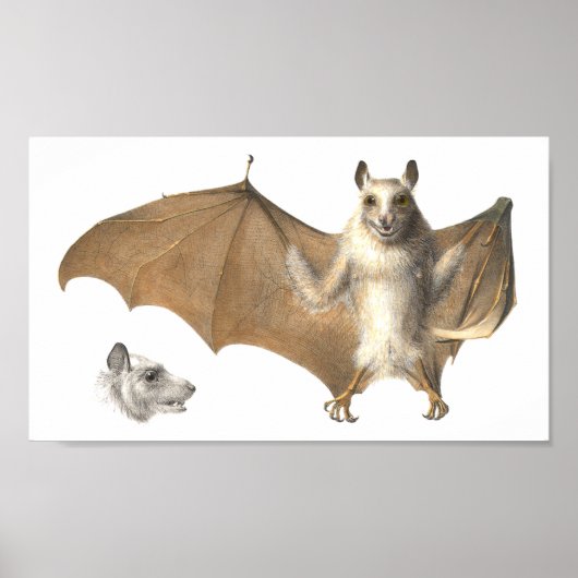 Anatomie van een vruchtendraf - Antiek gravering Poster (Voorkant)