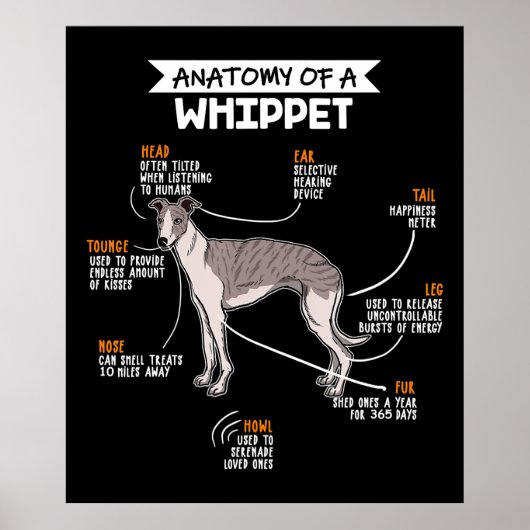 anatomie van een whippet hondenkgift poster (Voorkant)