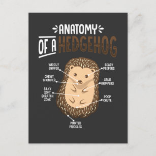 Anatomie van egel Lover Cute Forest Animal Briefkaart