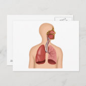 Anatomie van het ademhalingsstelsel van de mens briefkaart (Voorkant / Achterkant)