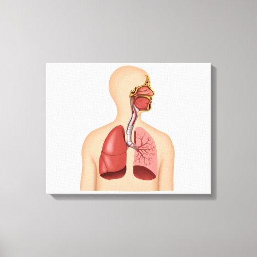 Anatomie van het ademhalingsstelsel van de mens canvas afdruk (Voorkant)