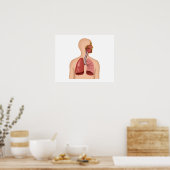Anatomie van het ademhalingsstelsel van de mens poster (Keuken)