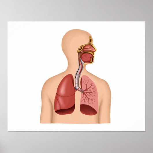 Anatomie van het ademhalingsstelsel van de mens poster (Voorkant)