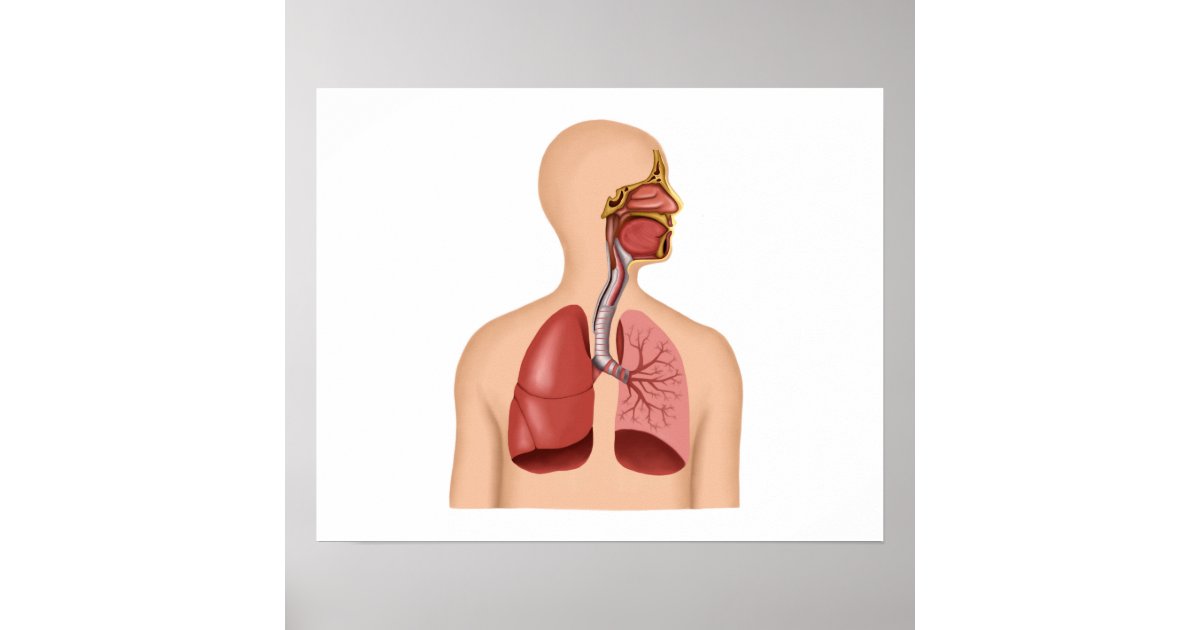 Anatomie van het ademhalingsstelsel van de mens poster | Zazzle.nl