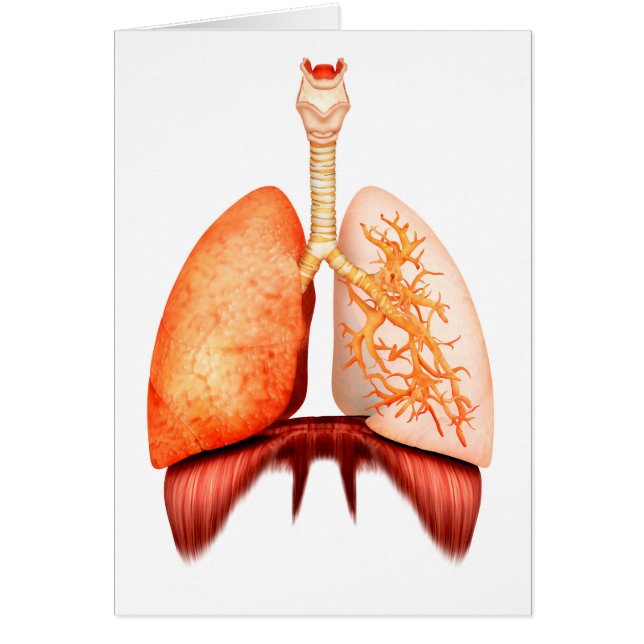 Anatomie van het ademhalingsstelsel van de mens, v (Voorkant)
