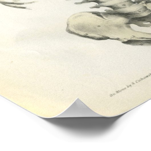  anatomie van het askelet poster (Hoek)