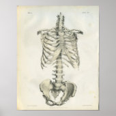  anatomie van het askelet poster (Voorkant)
