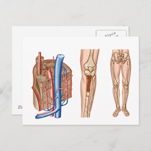 Anatomie van het beenmerg briefkaart (Voorkant / Achterkant)