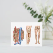 Anatomie van het beenmerg briefkaart (Staand voorkant)