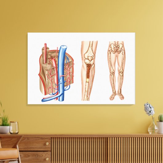 Anatomie van het beenmerg canvas afdruk (Insitu (Woonkamer))