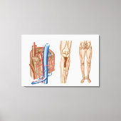 Anatomie van het beenmerg canvas afdruk (Voorkant)