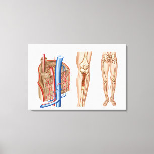 Anatomie van het beenmerg canvas afdruk