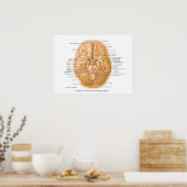 Anatomie van het brein met craniale zenuwen poster (Keuken)