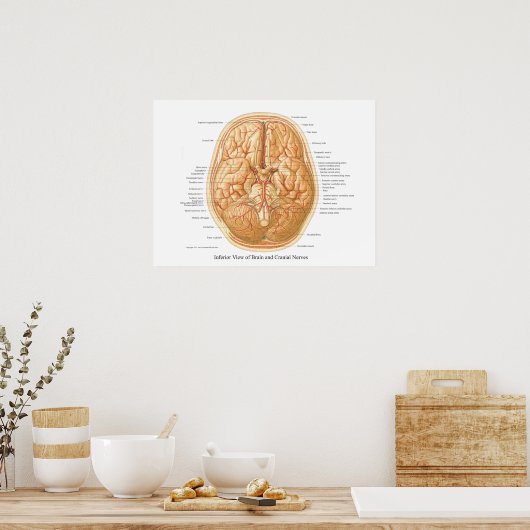 Anatomie van het brein met craniale zenuwen poster (Keuken)