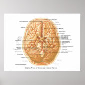 Anatomie van het brein met craniale zenuwen poster (Voorkant)