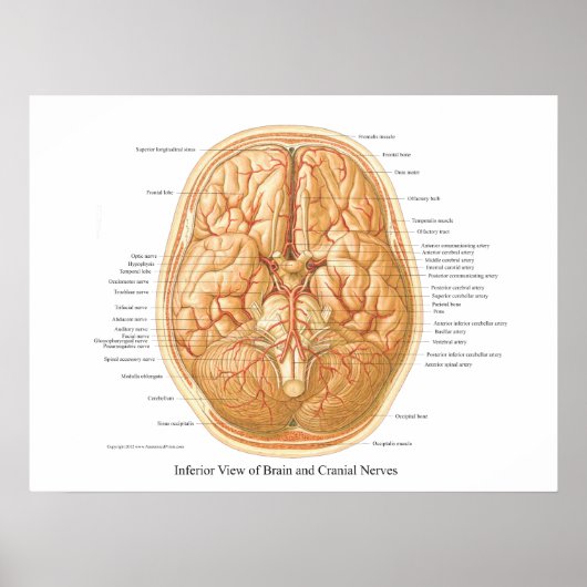 Anatomie van het brein met craniale zenuwen poster (Voorkant)