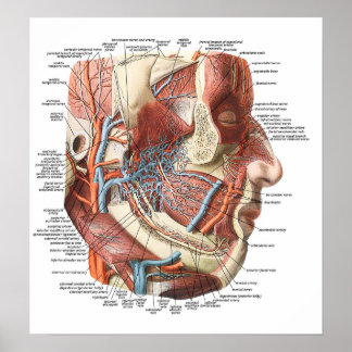 Anatomie van het gezicht poster