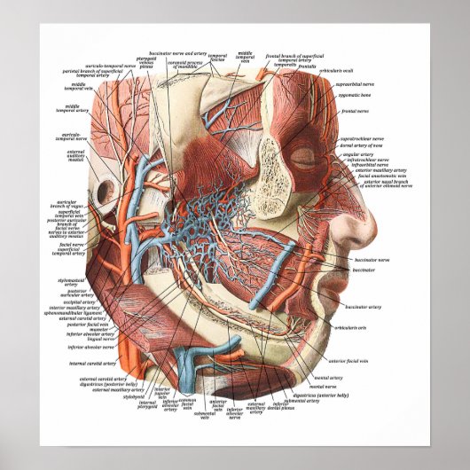 Anatomie van het gezicht poster (Voorkant)