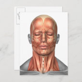 Anatomie van het gezicht van de mens en de nekspie briefkaart (Voorkant / Achterkant)