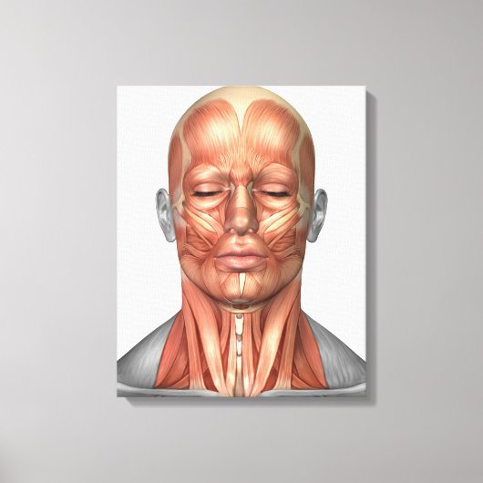 Anatomie van het gezicht van de mens en de nekspie canvas afdruk (Voorkant)