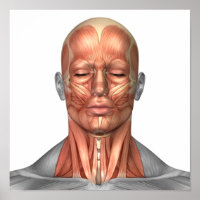 Anatomie van het gezicht van de mens en de nekspie