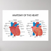 Anatomie van het hart poster (Voorkant)