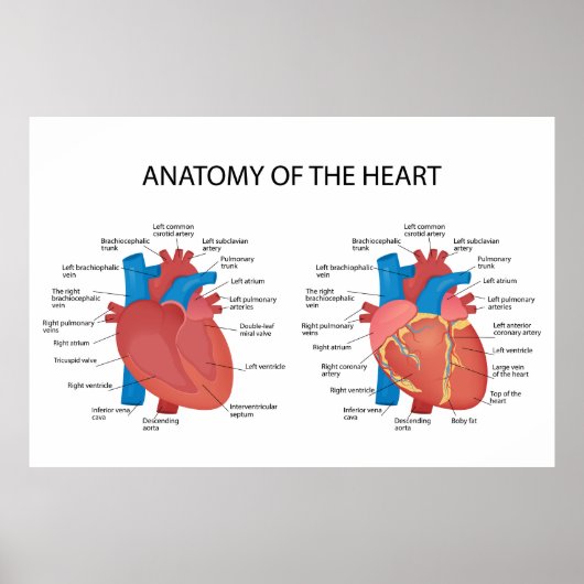 Anatomie van het hart poster (Voorkant)