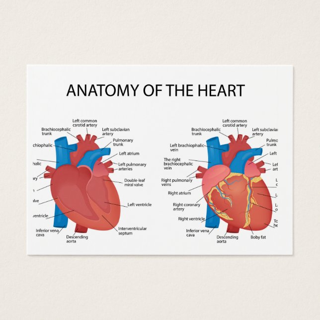 Anatomie van het hart visitekaartje (Voorkant)