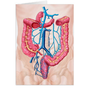 Anatomie van het humane abdominale huidstelsel