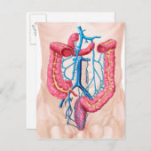 Anatomie van het humane abdominale huidstelsel briefkaart (Voorkant / Achterkant)