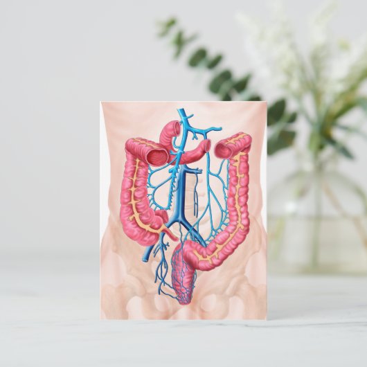 Anatomie van het humane abdominale huidstelsel briefkaart (Staand voorkant)