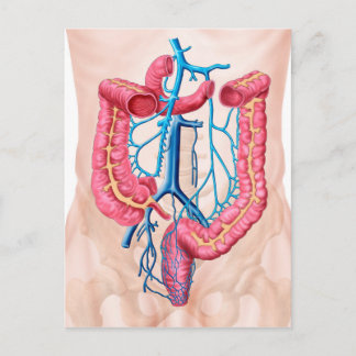 Anatomie van het humane abdominale huidstelsel briefkaart