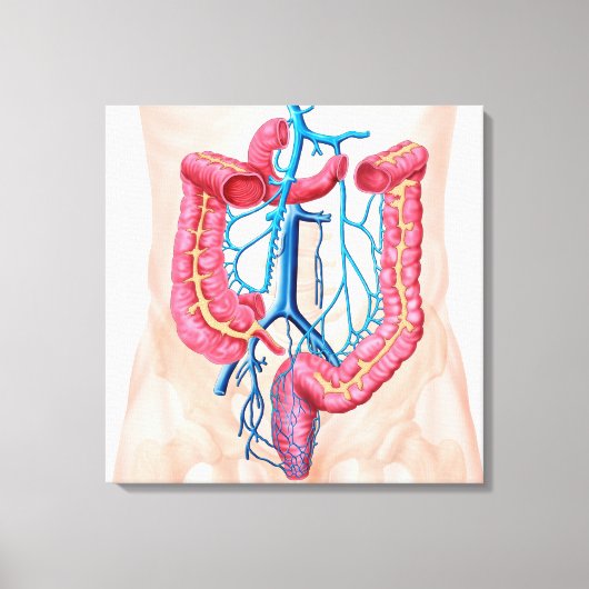 Anatomie van het humane abdominale huidstelsel canvas afdruk (Voorkant)