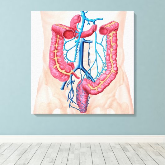 Anatomie van het humane abdominale huidstelsel canvas afdruk (Insitu (Houten vloer))