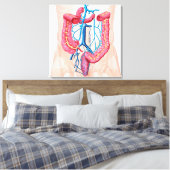 Anatomie van het humane abdominale huidstelsel canvas afdruk (Insitu (Slaapkamer))