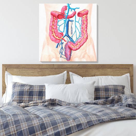 Anatomie van het humane abdominale huidstelsel canvas afdruk (Insitu (Slaapkamer))
