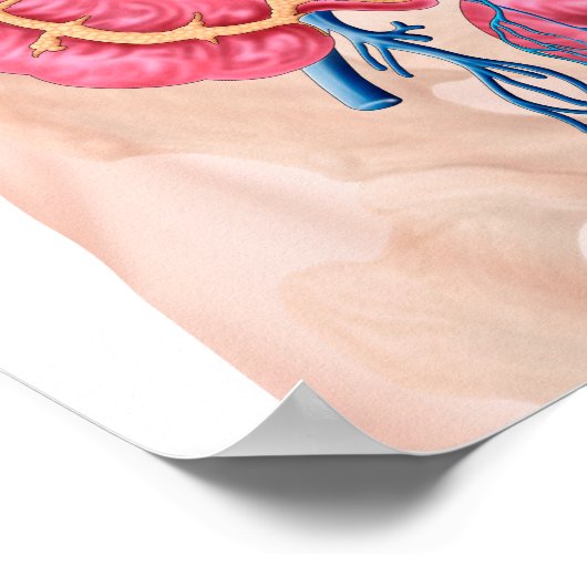 Anatomie van het humane abdominale huidstelsel poster (Hoek)