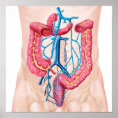 Anatomie van het humane abdominale huidstelsel poster (Voorkant)